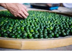 如何挑選好的小青柑？